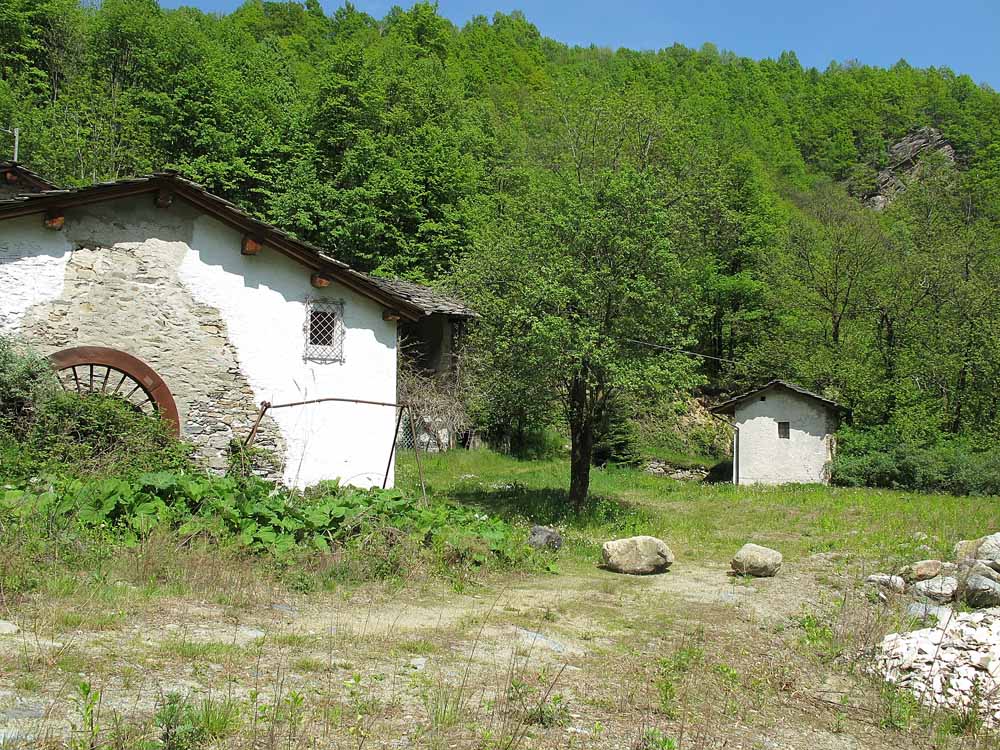 Curculionidae: ora  Otiorhynchus sellae (in accoppiamento)